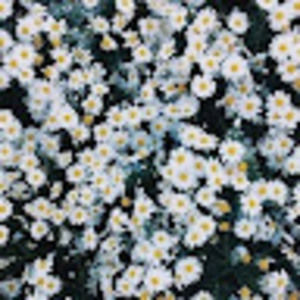 Meet your Posher, Em